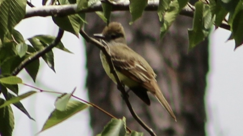 Great Crested Flycatcher - ML575948141