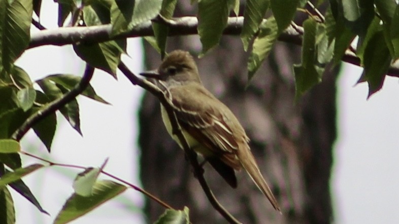 Great Crested Flycatcher - ML575948151