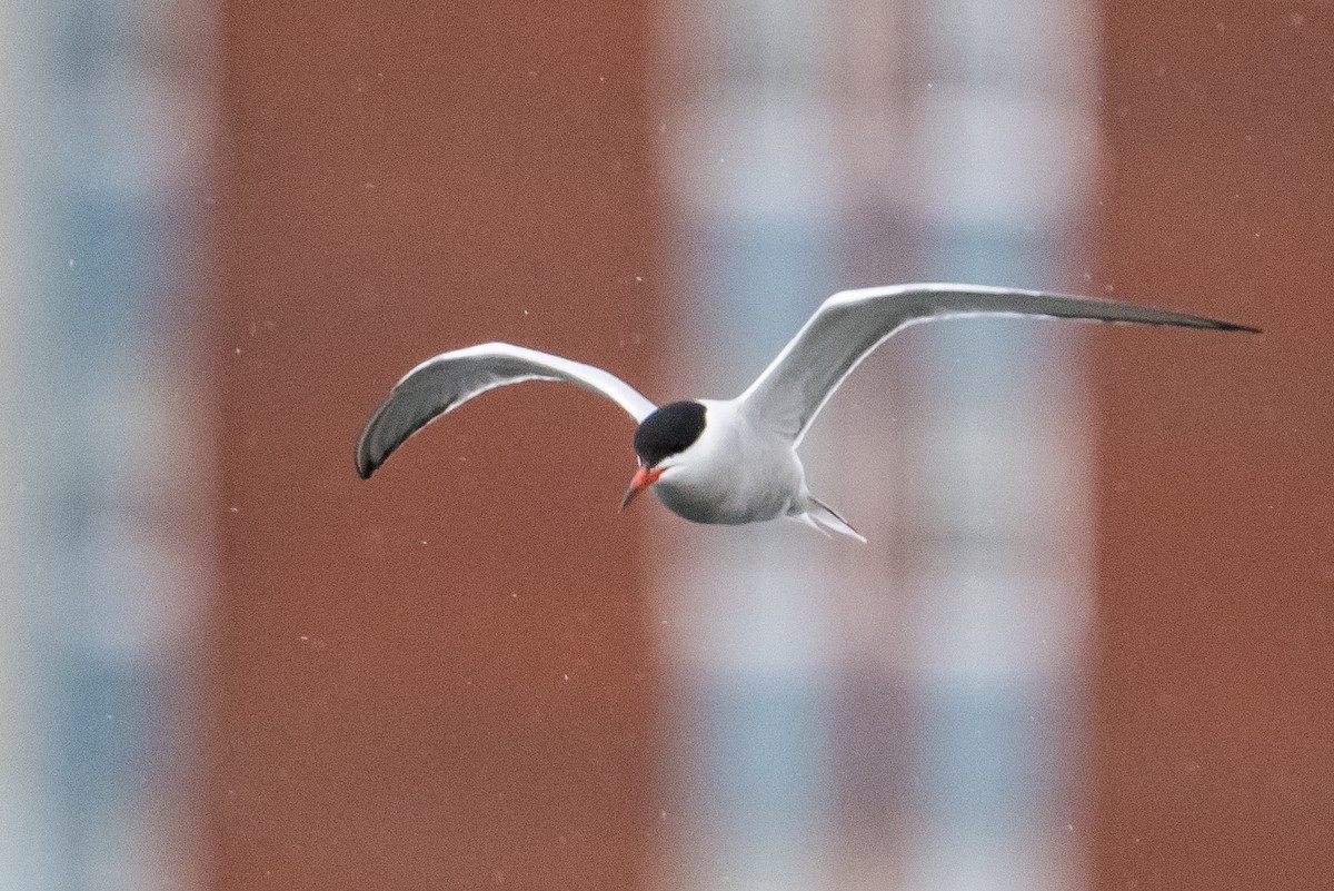 Common Tern - Frank King