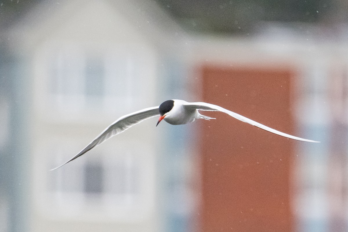 Common Tern - Frank King