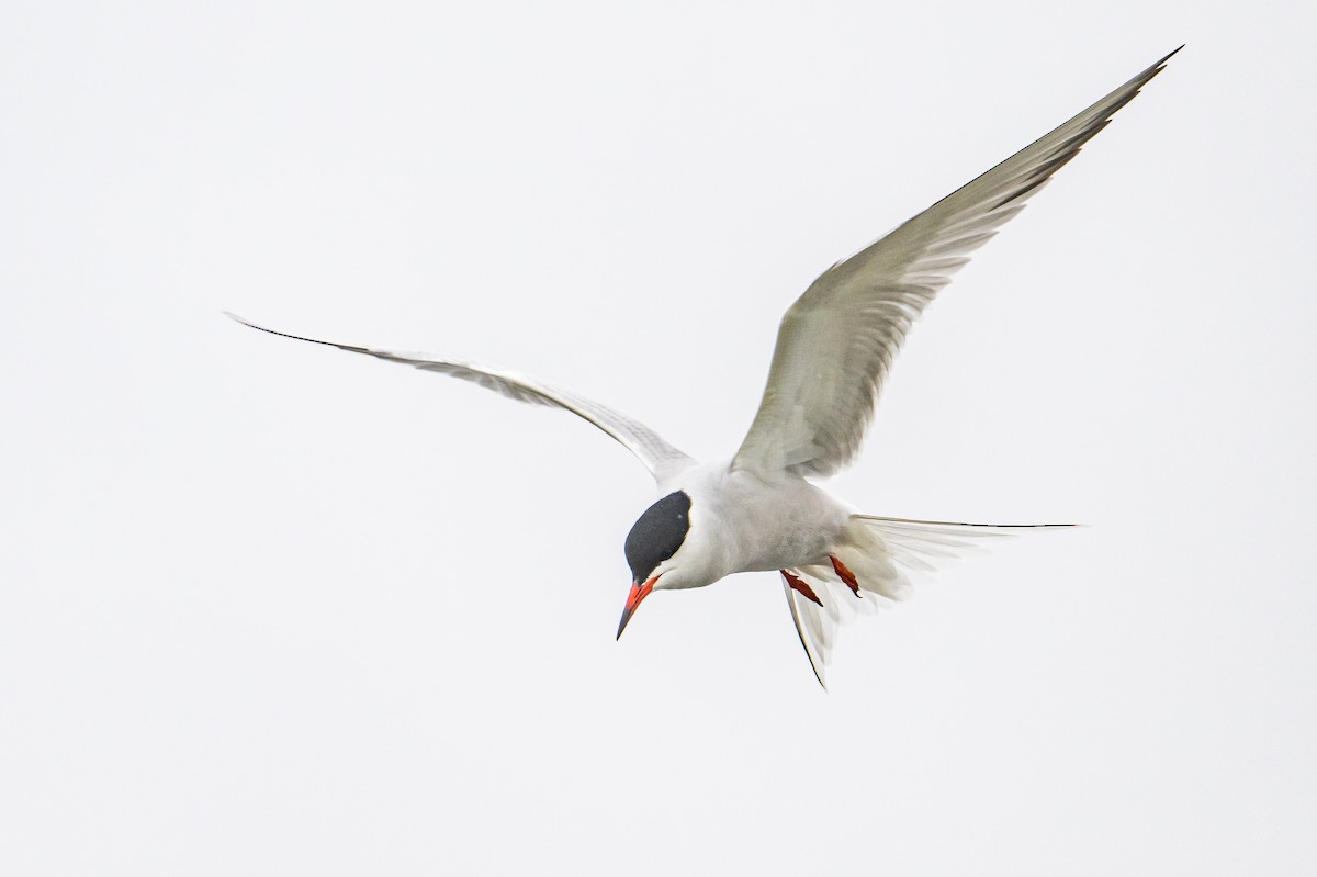 Common Tern - Frank King