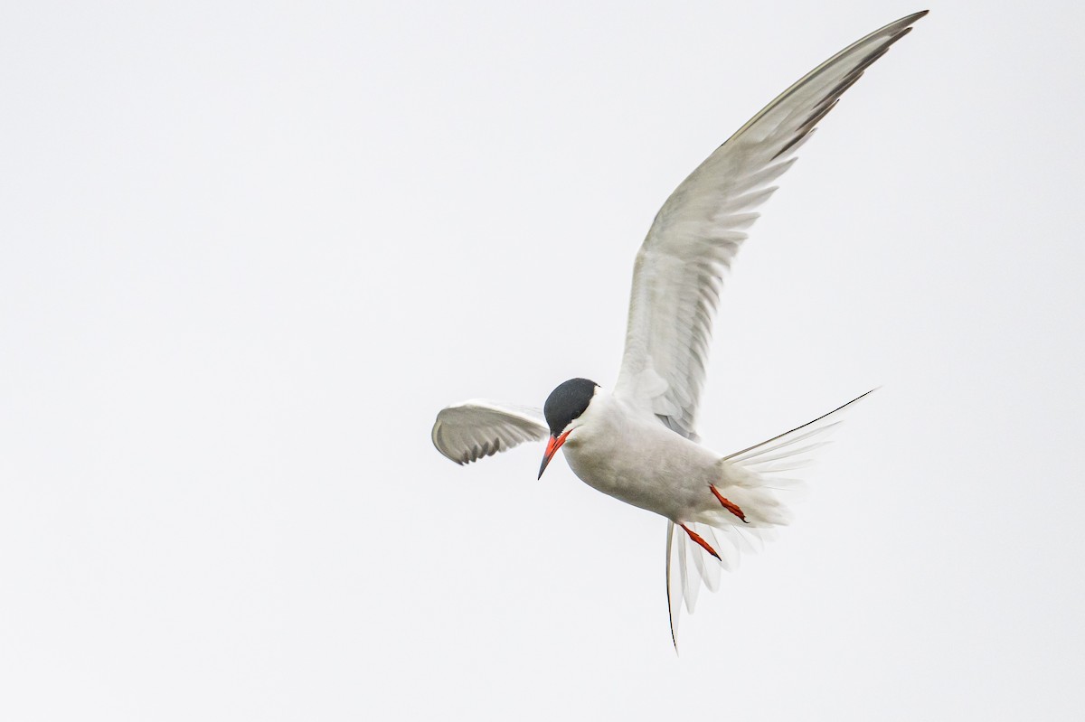 Common Tern - Frank King