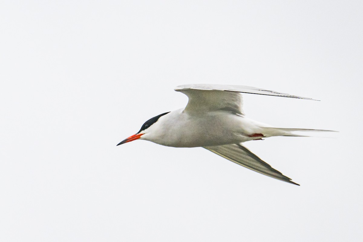 Common Tern - Frank King