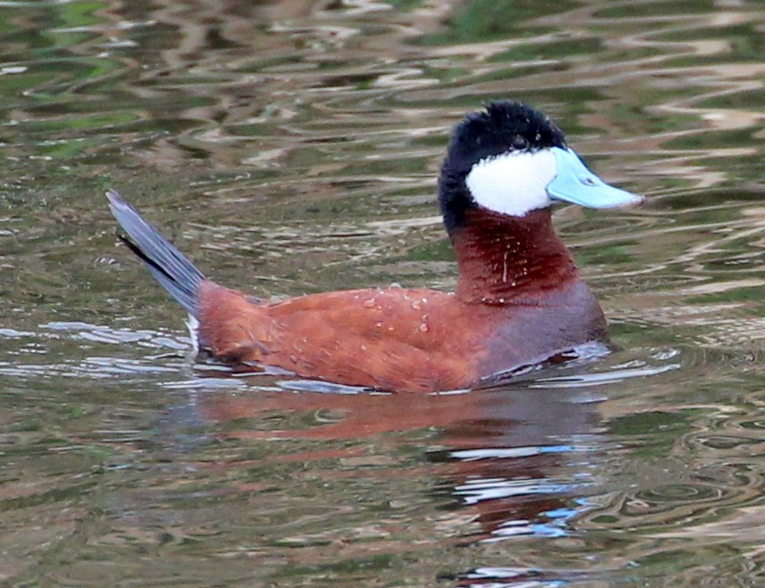 Ruddy Duck - sam hough