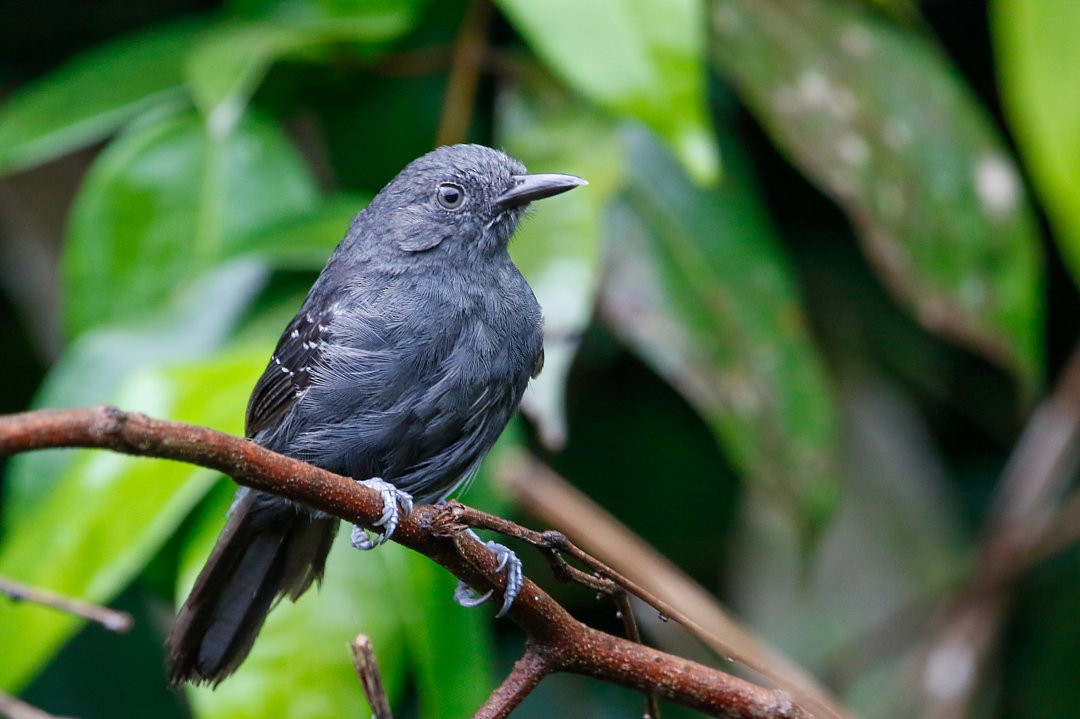 Blackish Antbird - Gustavo Dallaqua