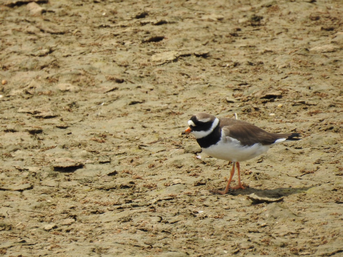 Common Ringed Plover - Nelson Conceição