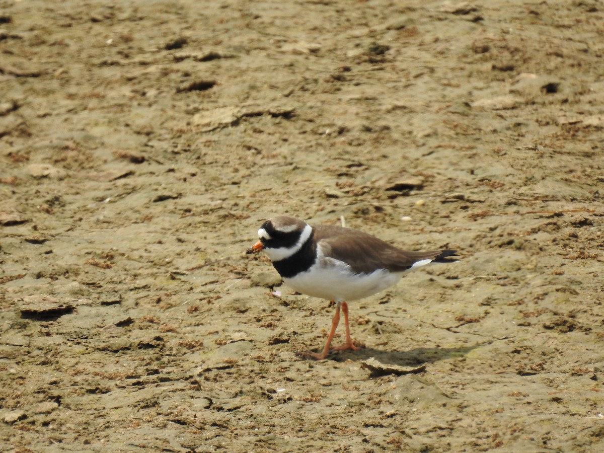 Common Ringed Plover - Nelson Conceição