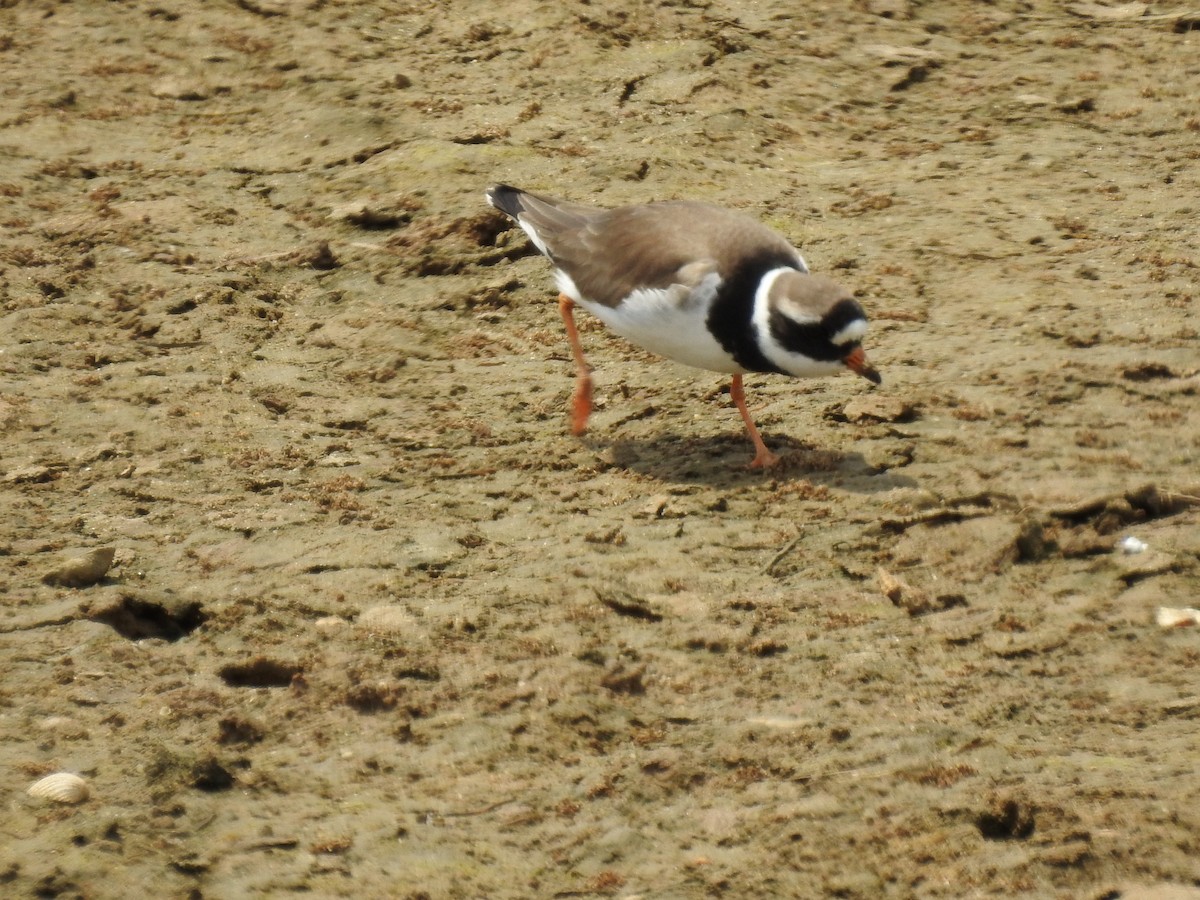 Common Ringed Plover - Nelson Conceição