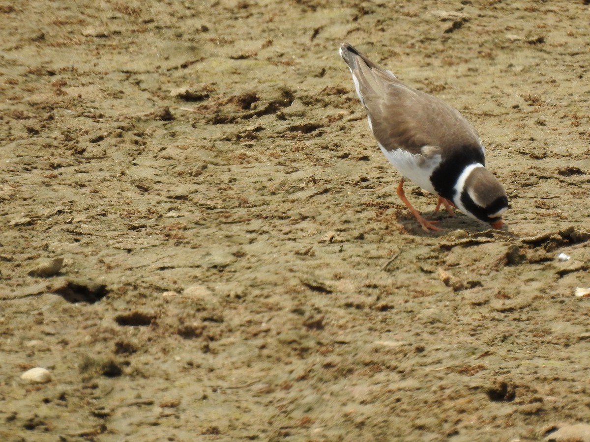 Common Ringed Plover - Nelson Conceição