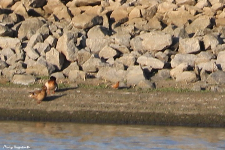 Red Knot - ML57595331