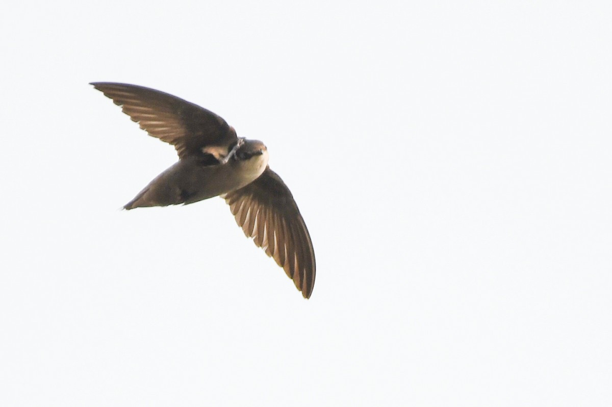 Chimney Swift - Manny Salas