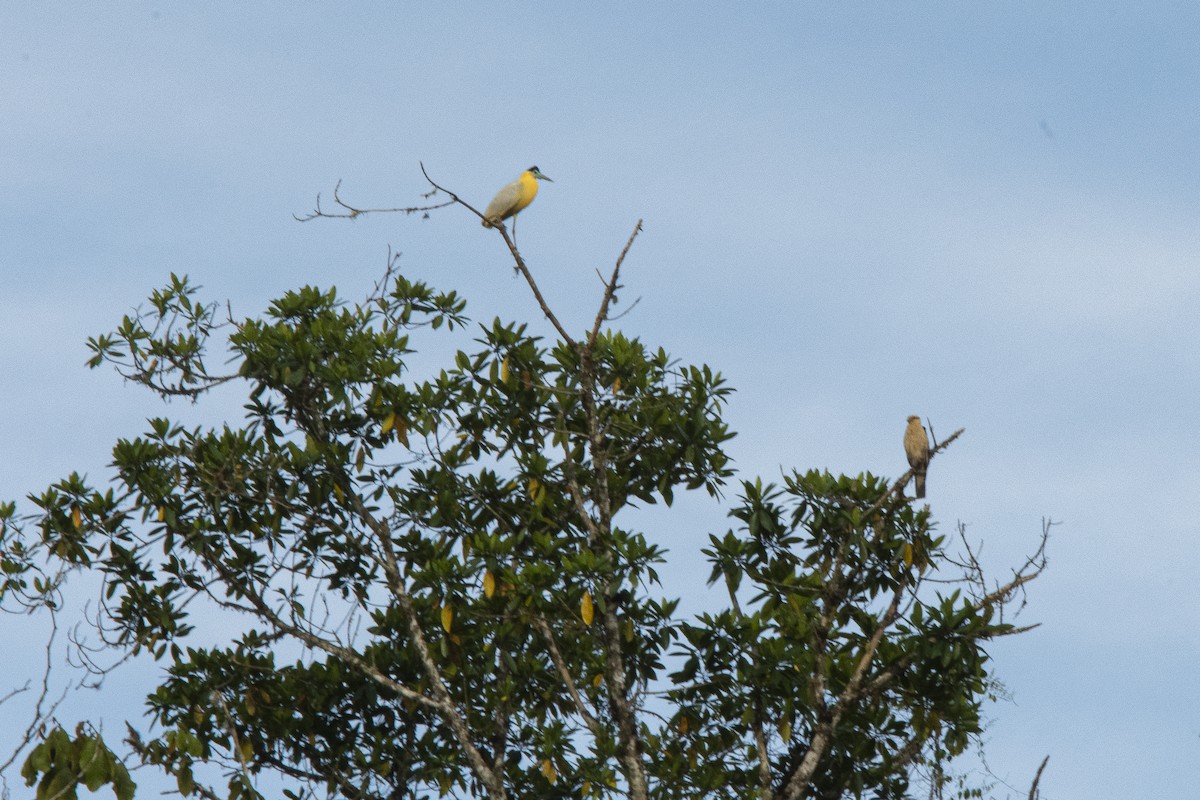 Capped Heron - ML575954271