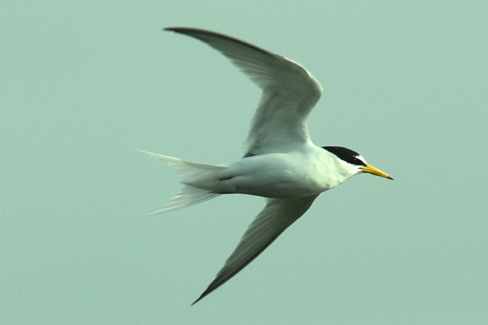 Little Tern - ML575954521