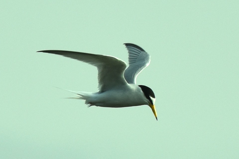 Little Tern - ML575954601