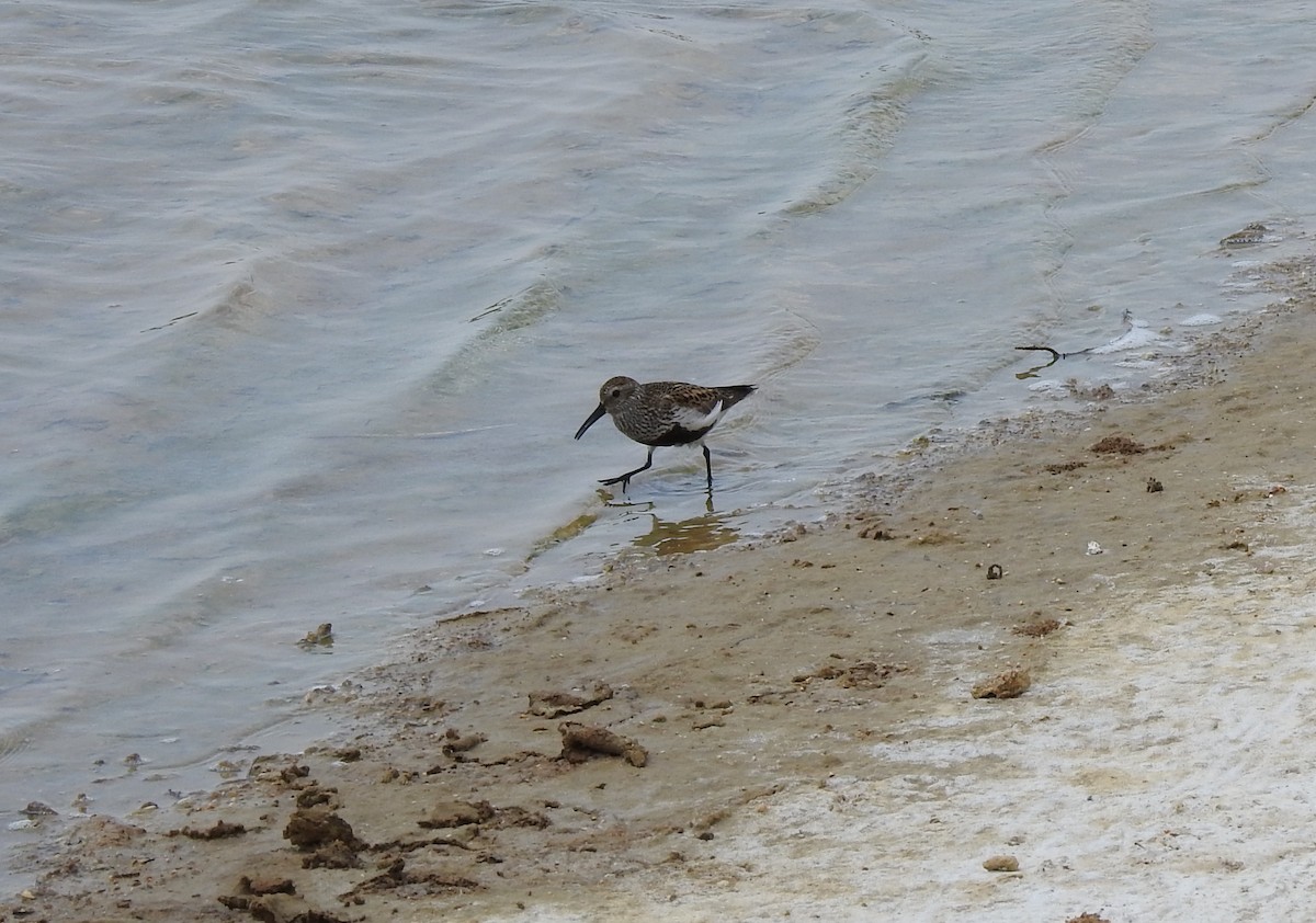 Dunlin - ML575955421