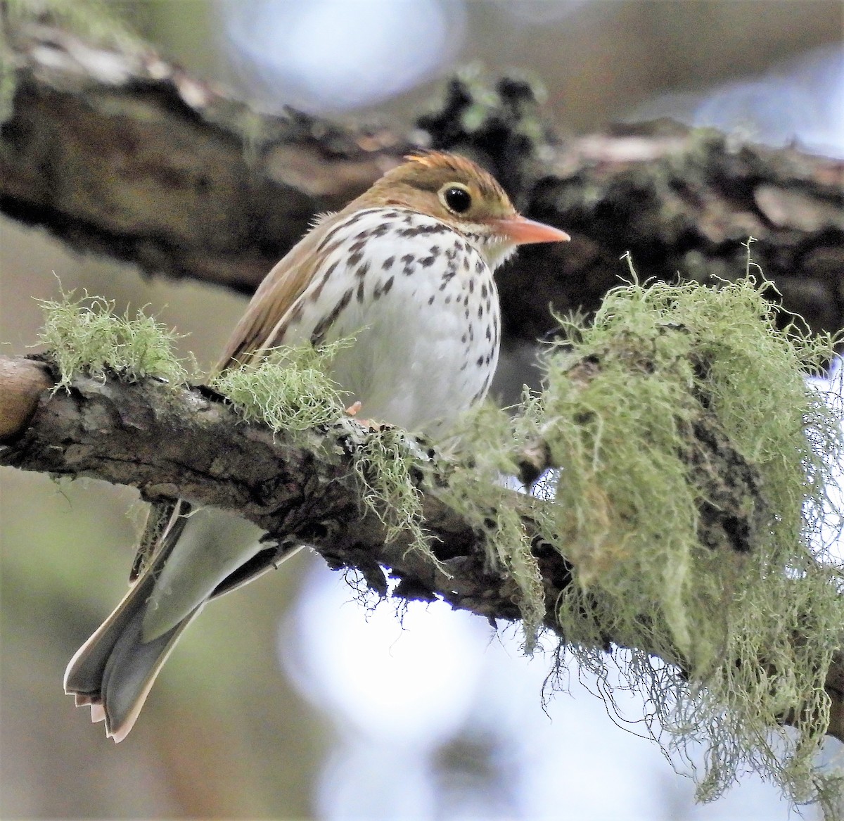 Ovenbird - ML575955551