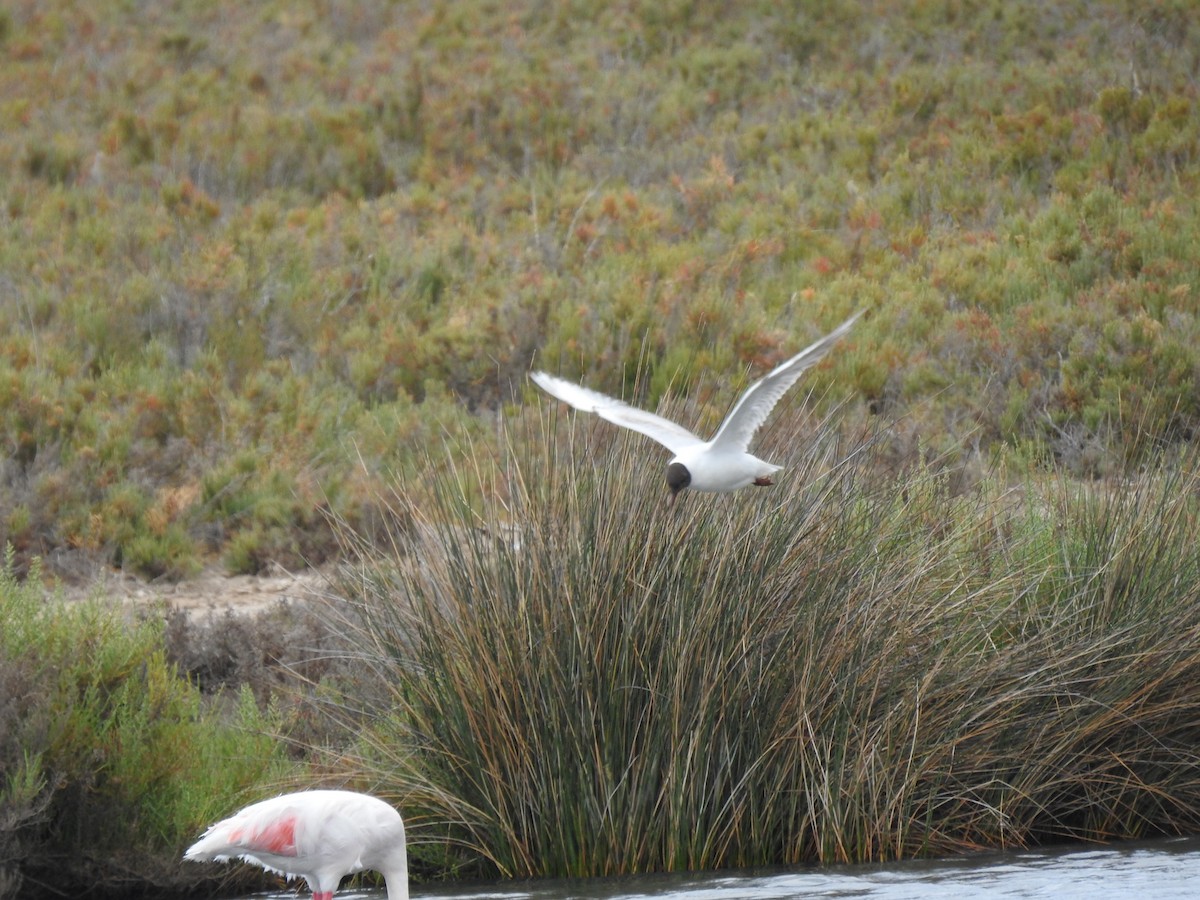 Black-headed Gull - ML575955701