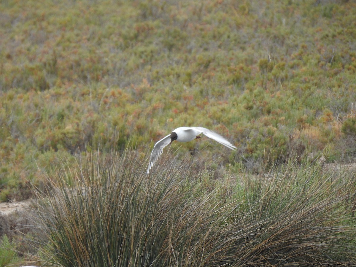 Black-headed Gull - ML575955711