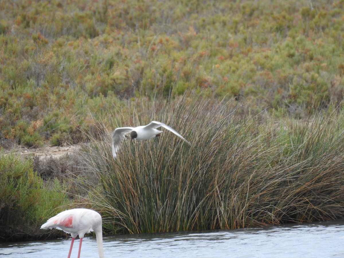 Black-headed Gull - ML575955721