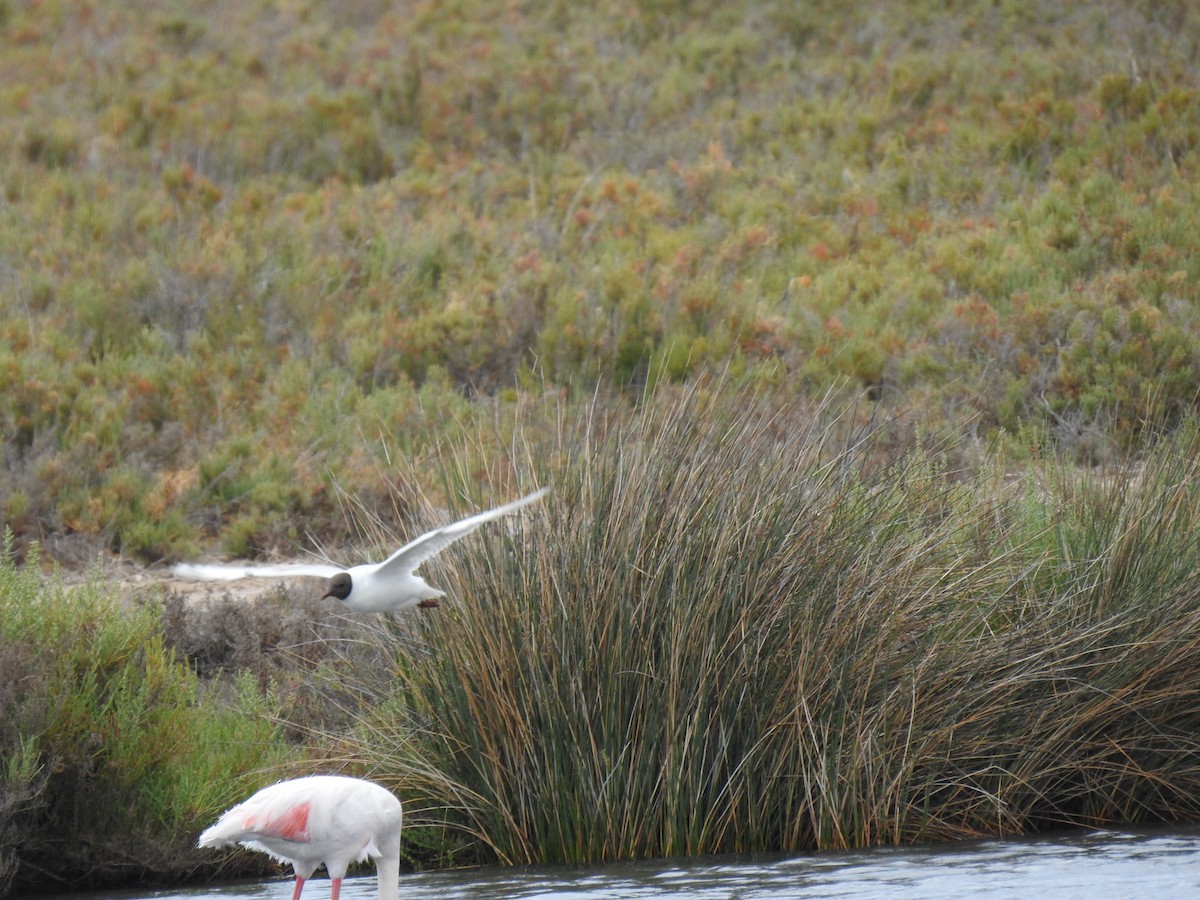 Black-headed Gull - ML575955731