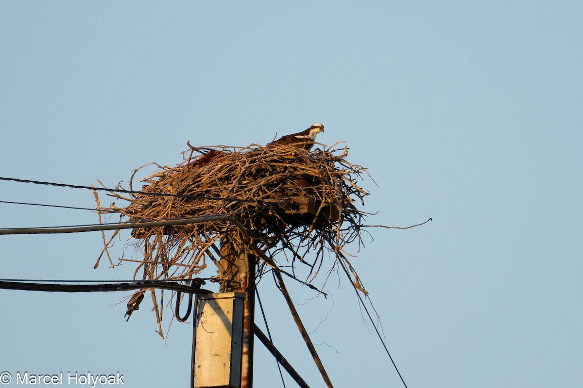 Osprey - ML575956621