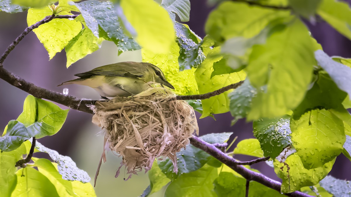 Red-eyed Vireo - ML575958051