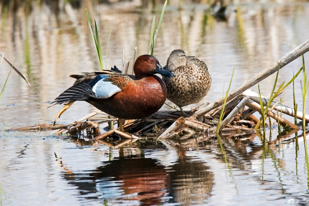 ML575958441 - Cinnamon Teal - Macaulay Library