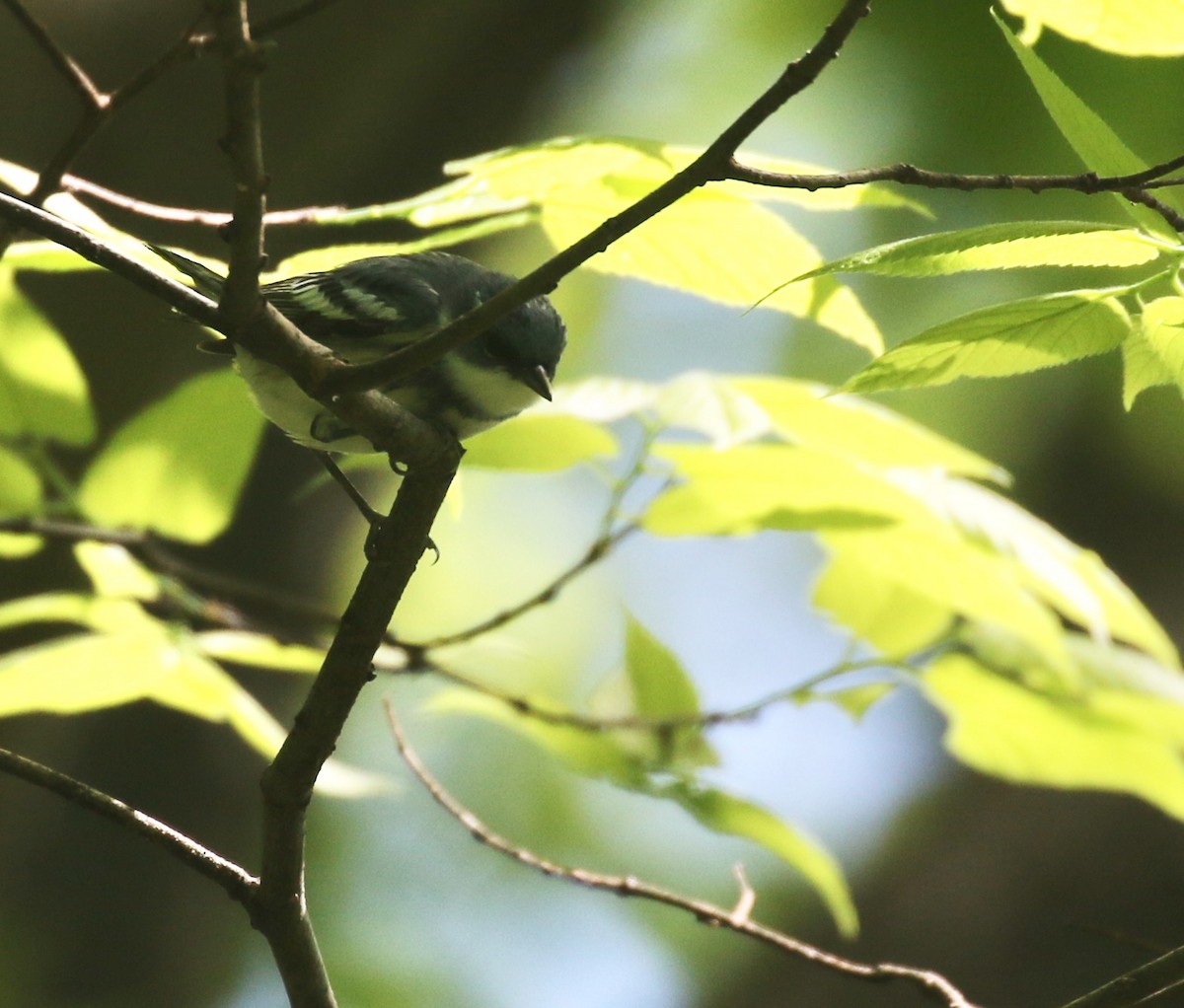 Cerulean Warbler - ML575958481