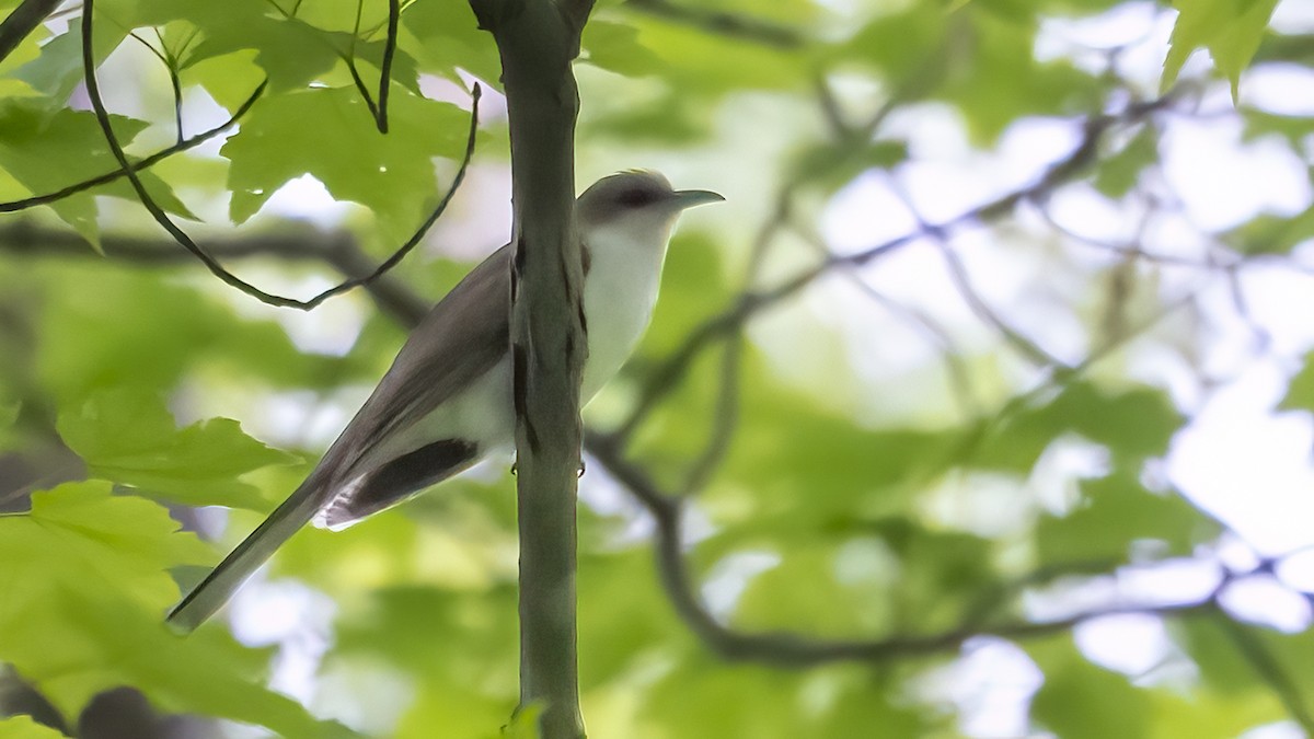 Black-billed Cuckoo - ML575958551