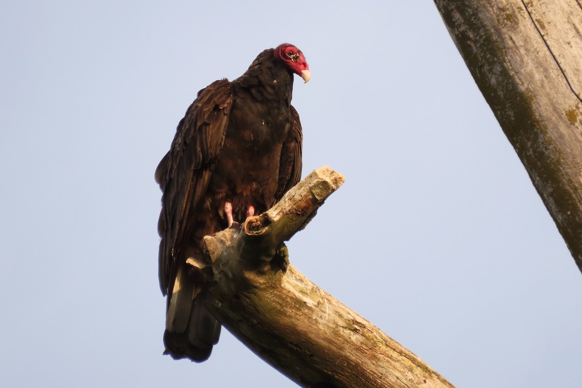 Urubu à tête rouge - ML575958571