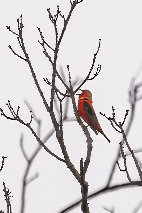 Scarlet Tanager - ML575958631