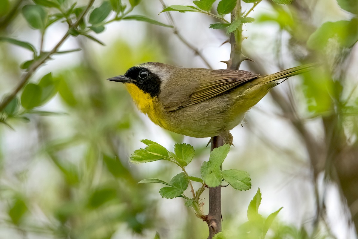 Common Yellowthroat - ML575958721