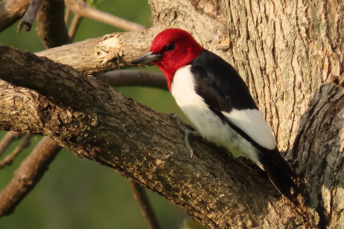 Red-headed Woodpecker - Mike Donaldson