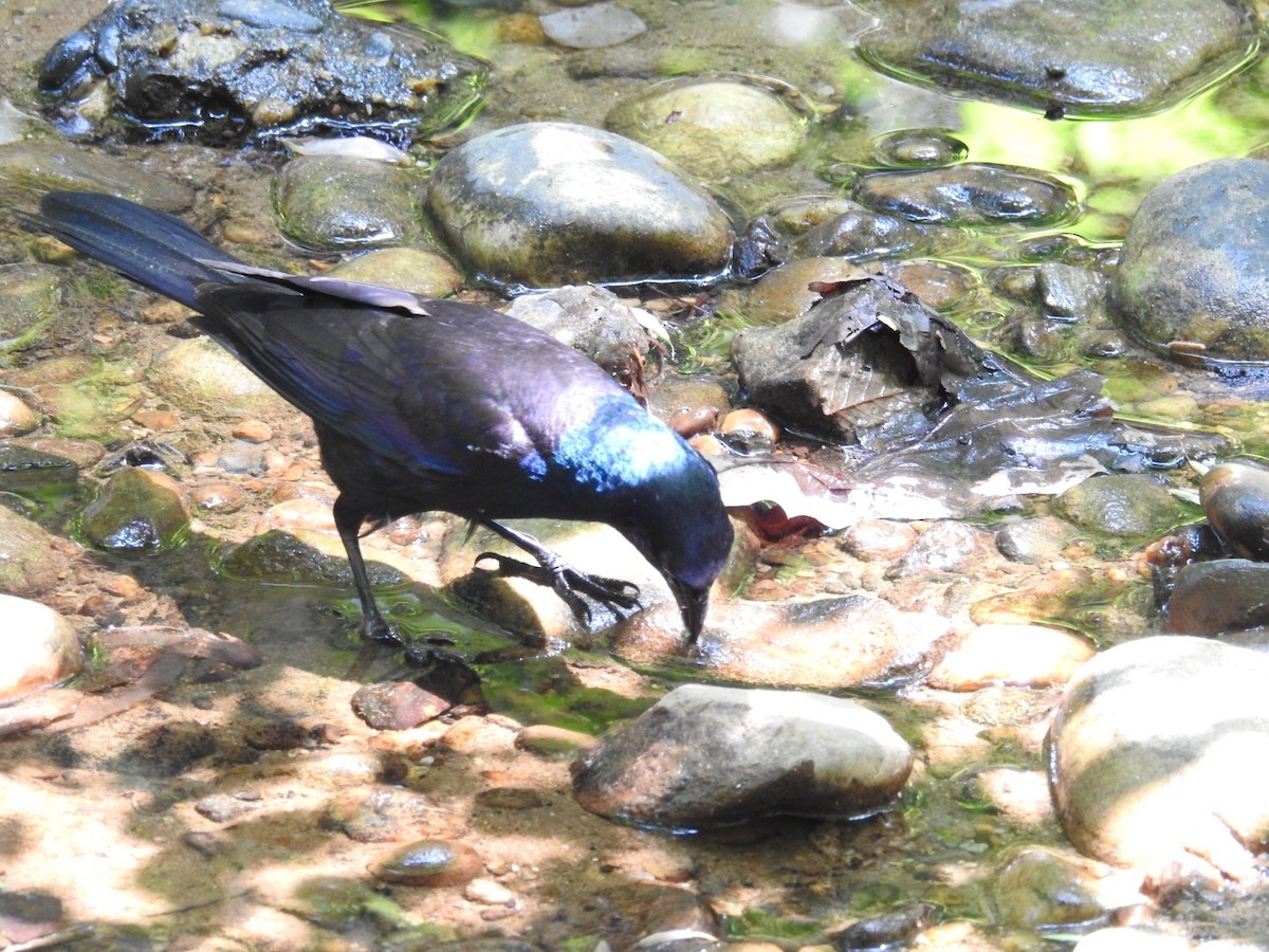 Common Grackle - ML575959031