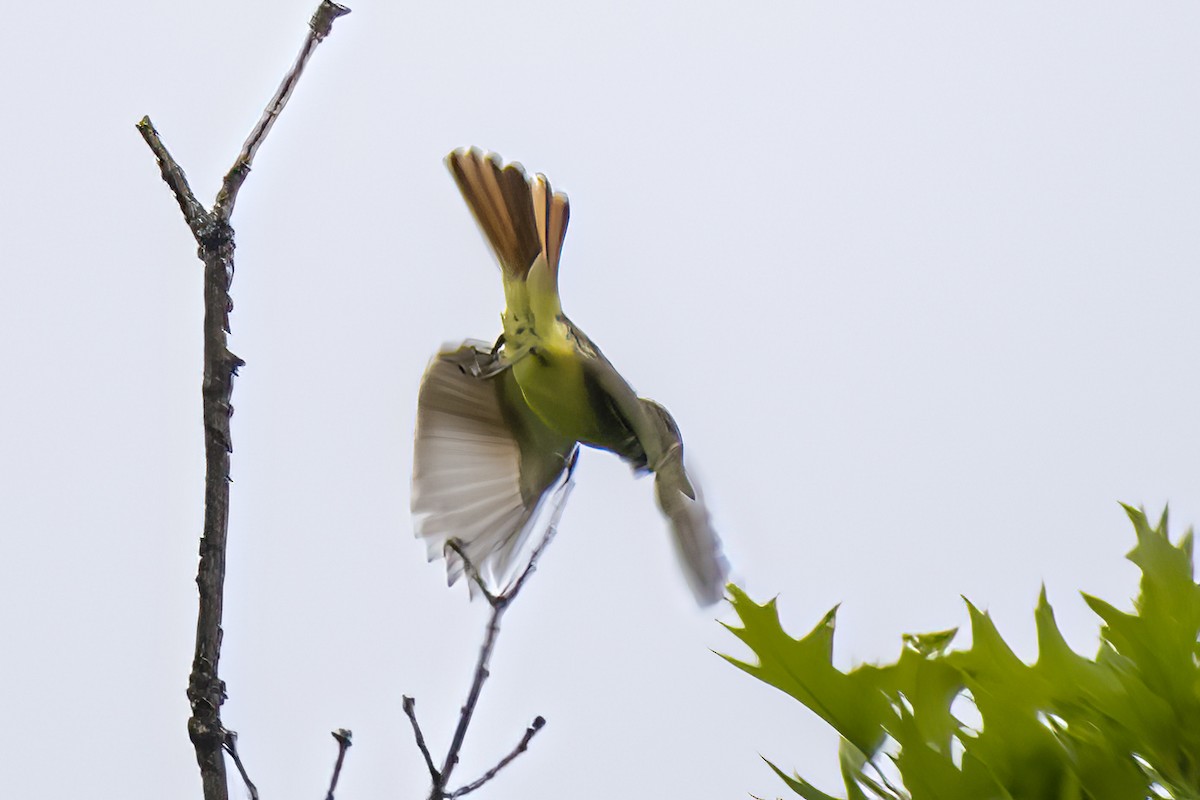 Great Crested Flycatcher - ML575959261