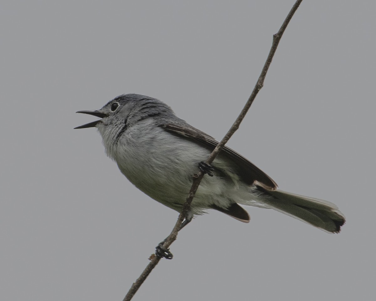 Blue-gray Gnatcatcher - Gary Hofing