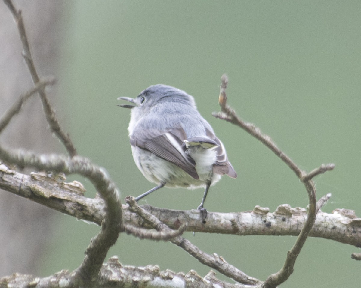 Blue-gray Gnatcatcher - ML575959561