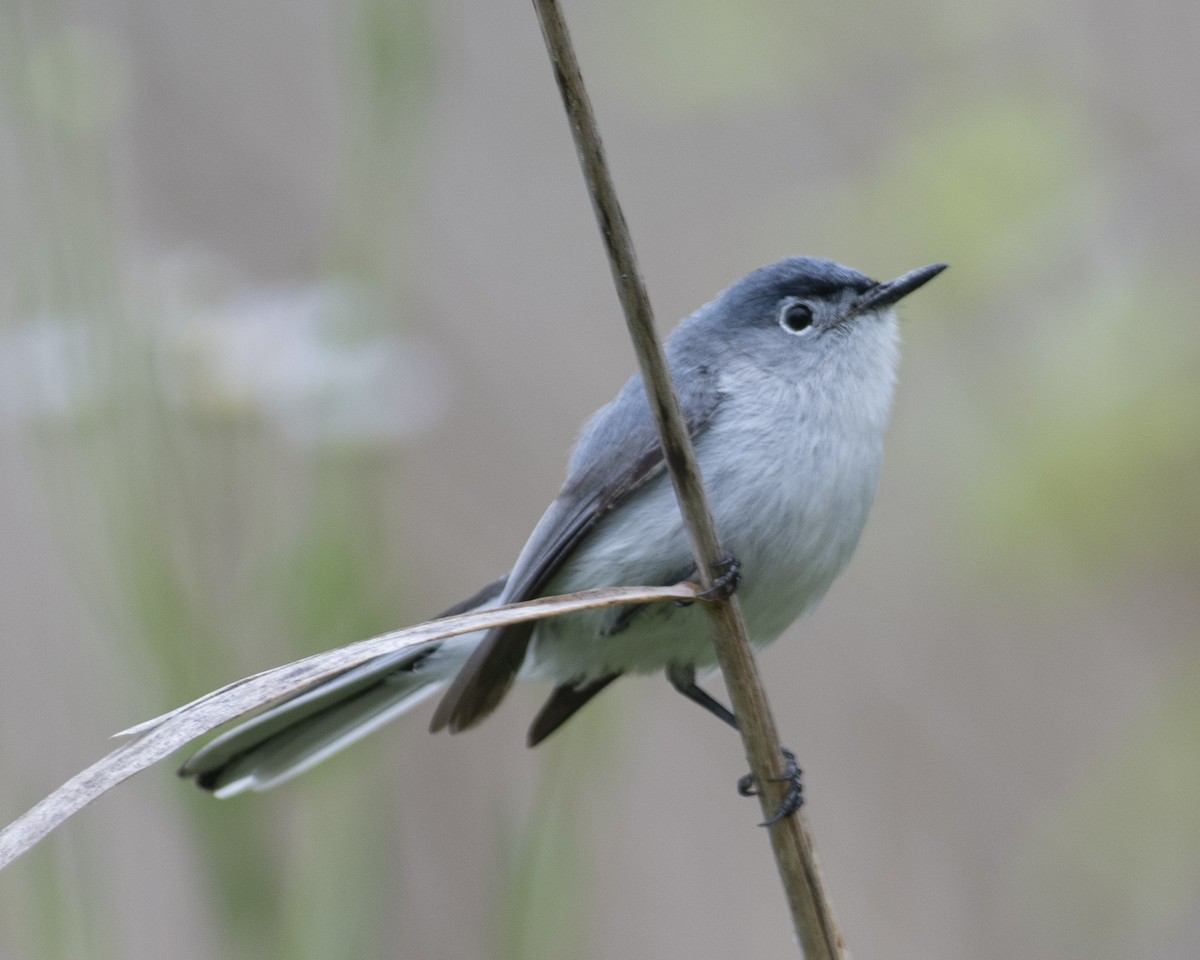 Blue-gray Gnatcatcher - ML575959571