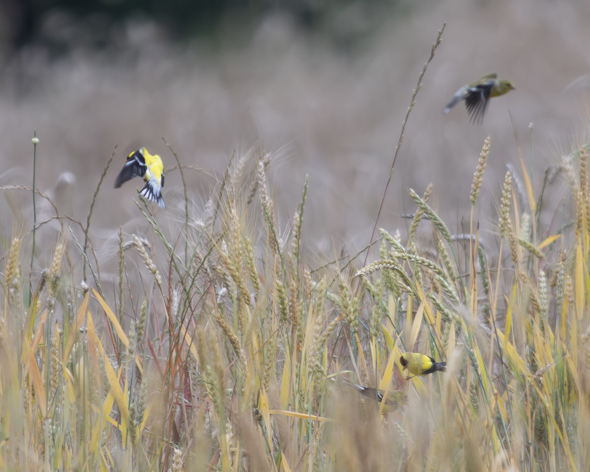American Goldfinch - ML575959761
