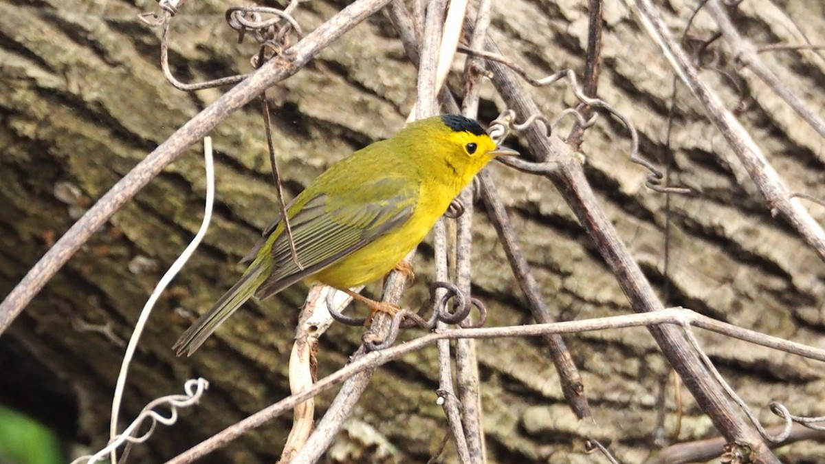 Wilson's Warbler - ML575959941