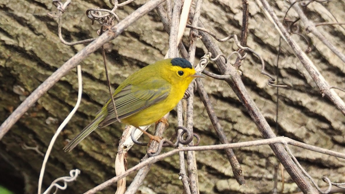 Wilson's Warbler - ML575959951