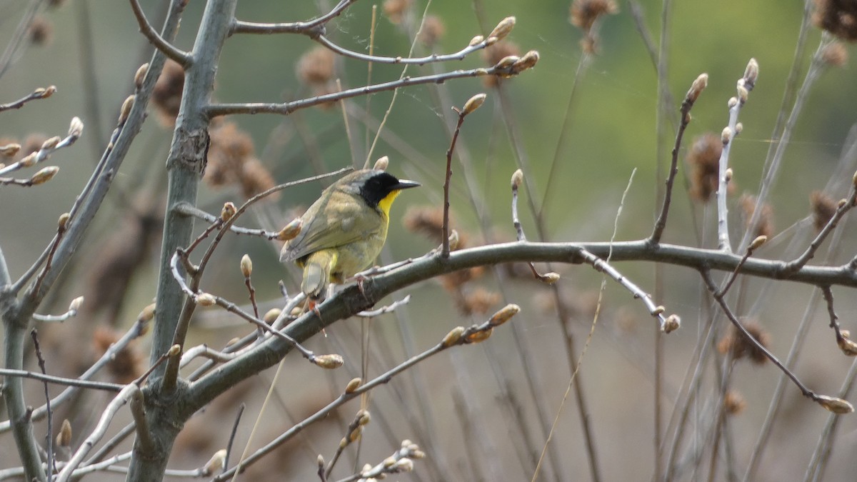 Common Yellowthroat - ML575960061