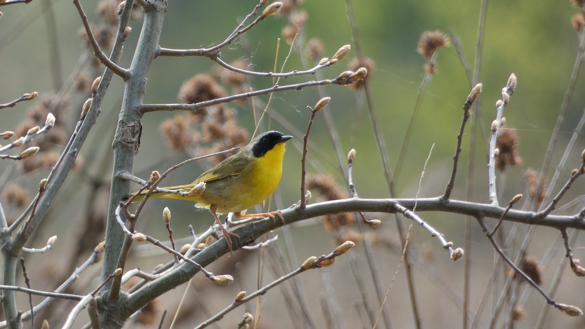 Common Yellowthroat - ML575960071