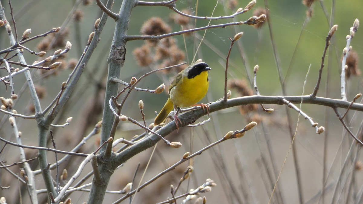 Common Yellowthroat - ML575960081