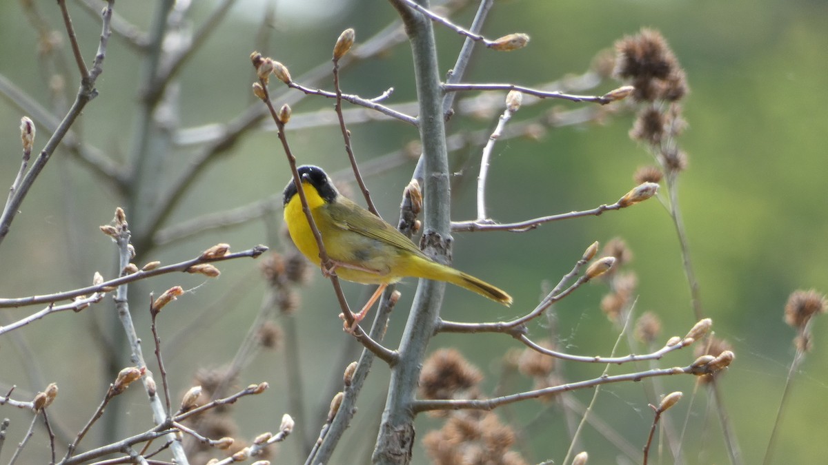Common Yellowthroat - ML575960141