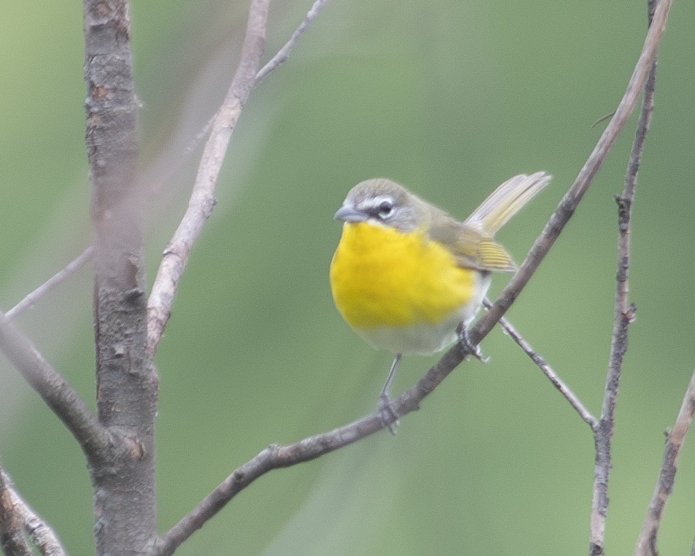 Yellow-breasted Chat - ML575960231