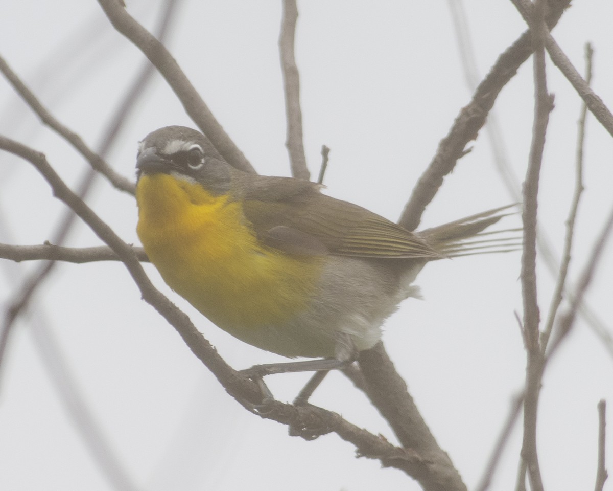 Yellow-breasted Chat - ML575960241