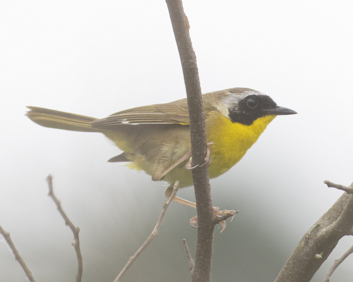 Common Yellowthroat - ML575960441