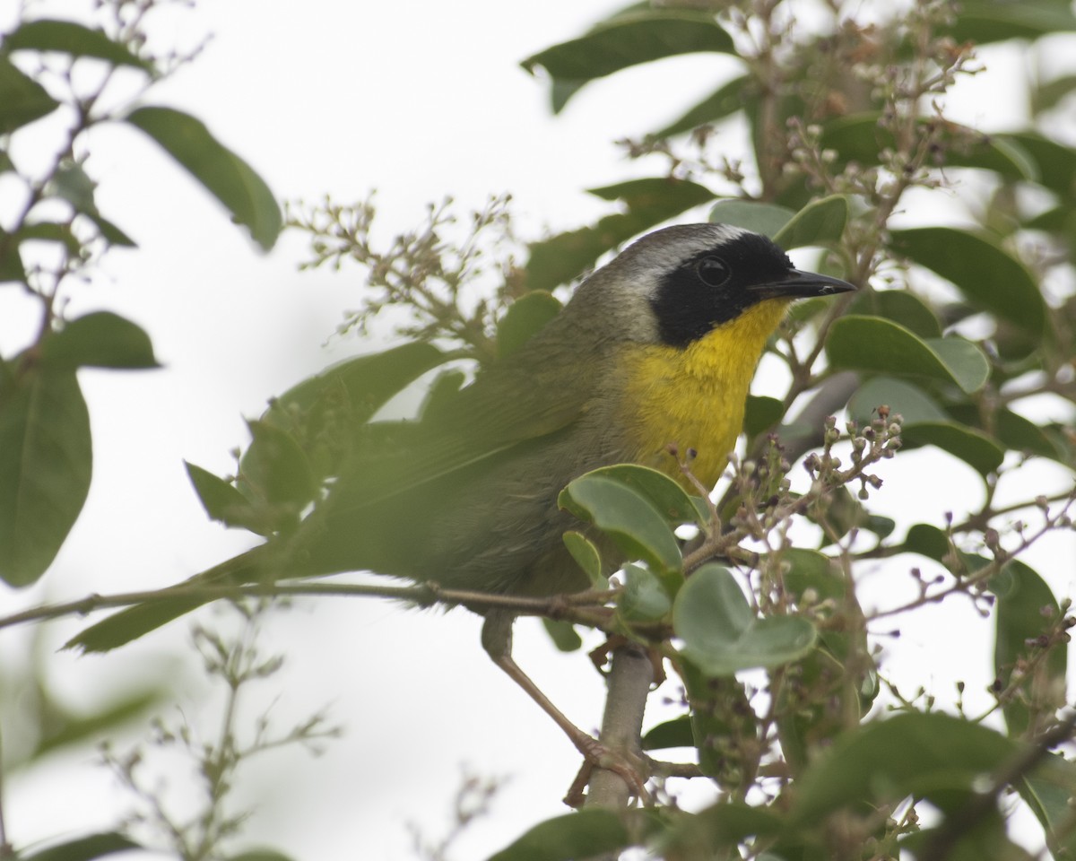 Common Yellowthroat - ML575960451