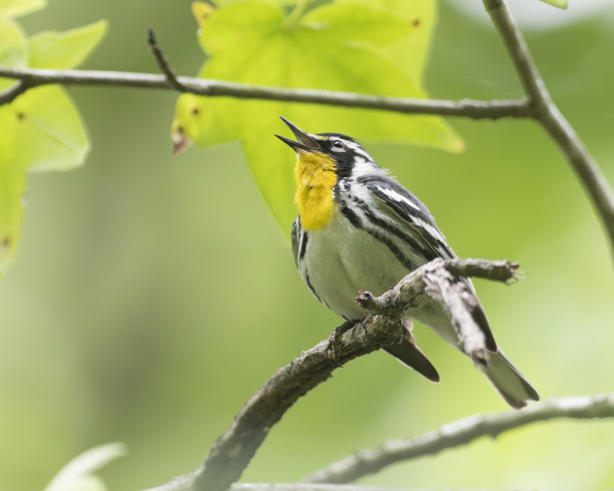 Yellow-throated Warbler - ML575960541